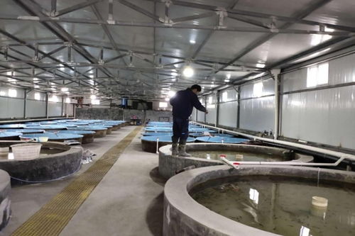 陜西省搶抓春季漁業(yè)生產機遇 全力推進畜牧漁業(yè)飼料供應保障