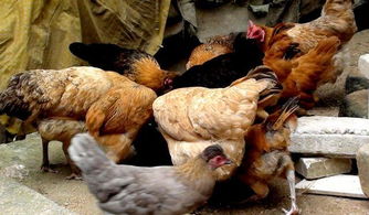 養殖真的不賺錢嗎？恐怕這有內幕 揭秘畜牧漁業飼料中的利潤真相